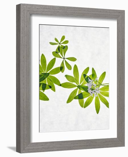 Woodruff, Galium Odoratum, Leaves, Green, Blossom-Axel Killian-Framed Photographic Print