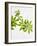 Woodruff, Galium Odoratum, Leaves, Green, Blossom-Axel Killian-Framed Photographic Print