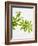 Woodruff, Galium Odoratum, Leaves, Green, Blossom-Axel Killian-Framed Photographic Print