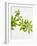 Woodruff, Galium Odoratum, Leaves, Green, Blossom-Axel Killian-Framed Photographic Print