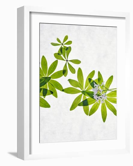 Woodruff, Galium Odoratum, Leaves, Green, Blossom-Axel Killian-Framed Photographic Print