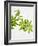 Woodruff, Galium Odoratum, Leaves, Green, Blossom-Axel Killian-Framed Photographic Print