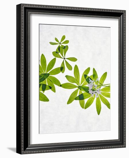 Woodruff, Galium Odoratum, Leaves, Green, Blossom-Axel Killian-Framed Photographic Print