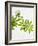 Woodruff, Galium Odoratum, Leaves, Green, Blossom-Axel Killian-Framed Photographic Print