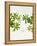Woodruff, Galium Odoratum, Leaves, Green, Blossom-Axel Killian-Framed Premier Image Canvas