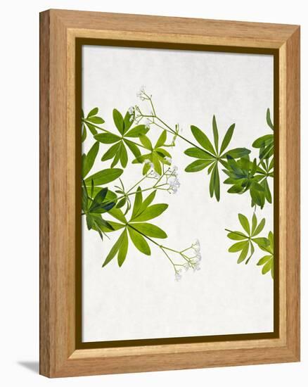 Woodruff, Galium Odoratum, Leaves, Green, Blossom-Axel Killian-Framed Premier Image Canvas