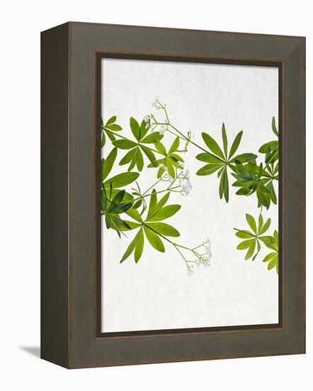 Woodruff, Galium Odoratum, Leaves, Green, Blossom-Axel Killian-Framed Premier Image Canvas