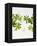 Woodruff, Galium Odoratum, Leaves, Green, Blossom-Axel Killian-Framed Premier Image Canvas