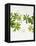 Woodruff, Galium Odoratum, Leaves, Green, Blossom-Axel Killian-Framed Premier Image Canvas