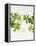 Woodruff, Galium Odoratum, Leaves, Green, Blossom-Axel Killian-Framed Premier Image Canvas