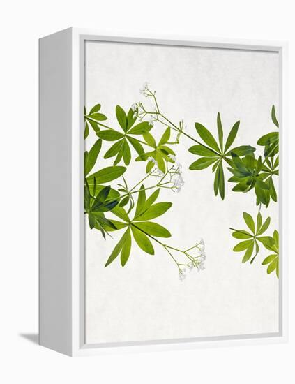 Woodruff, Galium Odoratum, Leaves, Green, Blossom-Axel Killian-Framed Premier Image Canvas