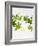 Woodruff, Galium Odoratum, Leaves, Green, Blossom-Axel Killian-Framed Photographic Print