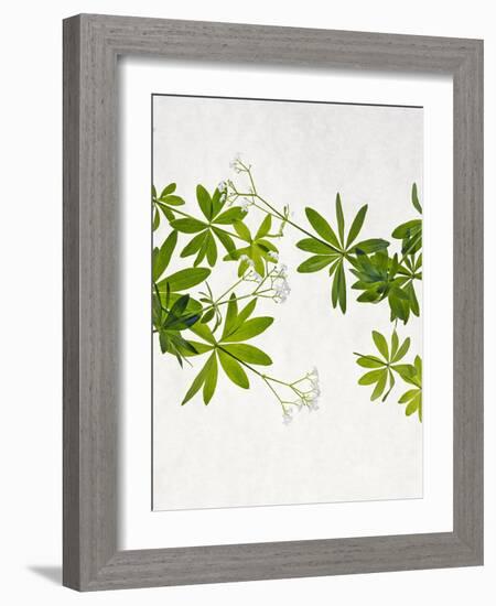 Woodruff, Galium Odoratum, Leaves, Green, Blossom-Axel Killian-Framed Photographic Print