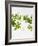 Woodruff, Galium Odoratum, Leaves, Green, Blossom-Axel Killian-Framed Photographic Print