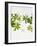 Woodruff, Galium Odoratum, Leaves, Green, Blossom-Axel Killian-Framed Photographic Print