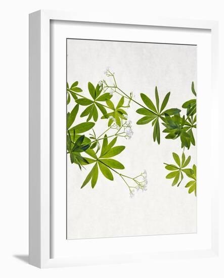 Woodruff, Galium Odoratum, Leaves, Green, Blossom-Axel Killian-Framed Photographic Print