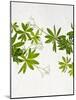 Woodruff, Galium Odoratum, Leaves, Green, Blossom-Axel Killian-Mounted Photographic Print