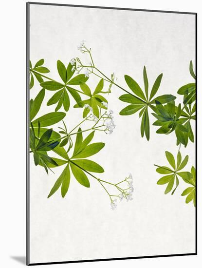 Woodruff, Galium Odoratum, Leaves, Green, Blossom-Axel Killian-Mounted Photographic Print