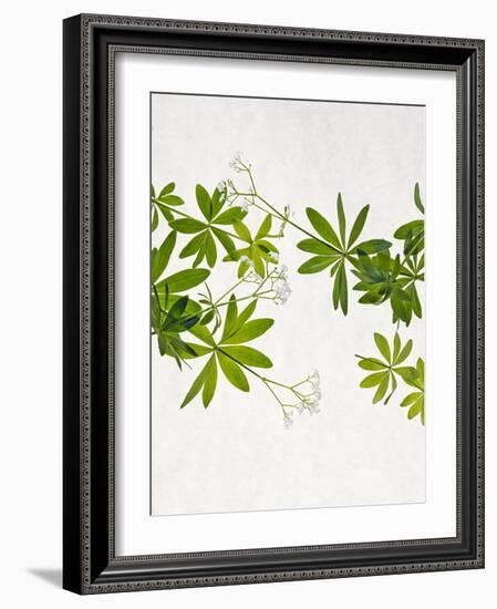 Woodruff, Galium Odoratum, Leaves, Green, Blossom-Axel Killian-Framed Photographic Print