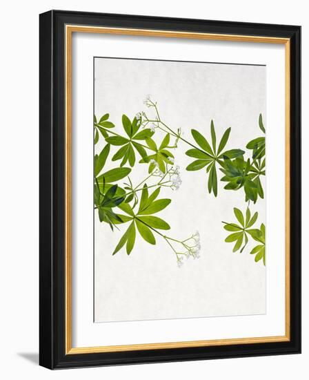 Woodruff, Galium Odoratum, Leaves, Green, Blossom-Axel Killian-Framed Photographic Print