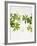 Woodruff, Galium Odoratum, Leaves, Green, Blossom-Axel Killian-Framed Photographic Print