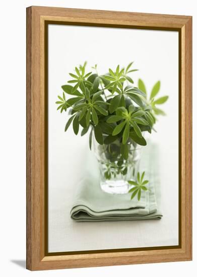 Woodruff in a Glass of Water-Marc O^ Finley-Framed Premier Image Canvas