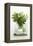 Woodruff in a Glass of Water-Marc O^ Finley-Framed Premier Image Canvas