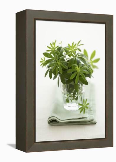 Woodruff in a Glass of Water-Marc O^ Finley-Framed Premier Image Canvas