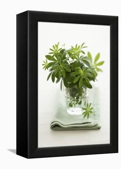 Woodruff in a Glass of Water-Marc O^ Finley-Framed Premier Image Canvas