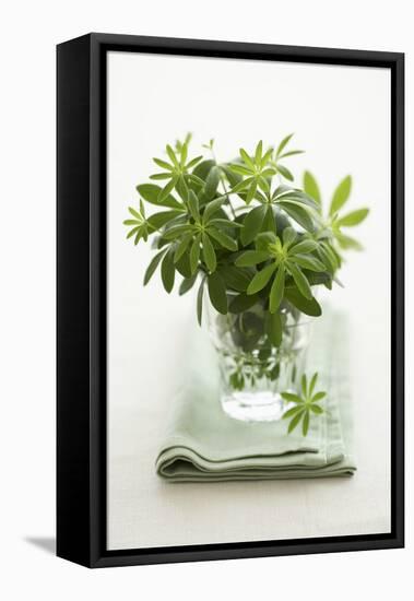 Woodruff in a Glass of Water-Marc O^ Finley-Framed Premier Image Canvas
