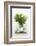 Woodruff in a Glass of Water-Marc O^ Finley-Framed Photographic Print