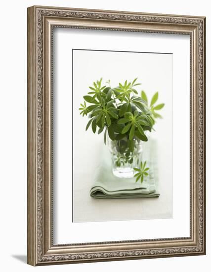 Woodruff in a Glass of Water-Marc O^ Finley-Framed Photographic Print