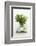 Woodruff in a Glass of Water-Marc O^ Finley-Framed Photographic Print