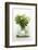 Woodruff in a Glass of Water-Marc O^ Finley-Framed Photographic Print