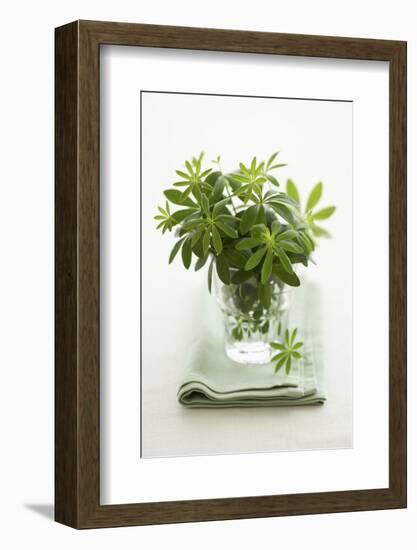 Woodruff in a Glass of Water-Marc O^ Finley-Framed Photographic Print