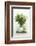 Woodruff in a Glass of Water-Marc O^ Finley-Framed Photographic Print