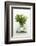 Woodruff in a Glass of Water-Marc O^ Finley-Framed Photographic Print