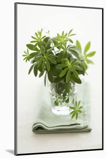 Woodruff in a Glass of Water-Marc O^ Finley-Mounted Photographic Print