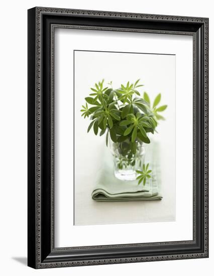 Woodruff in a Glass of Water-Marc O^ Finley-Framed Photographic Print