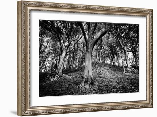 Woods at County Tipperary, Ireland-Simon Marsden-Framed Giclee Print