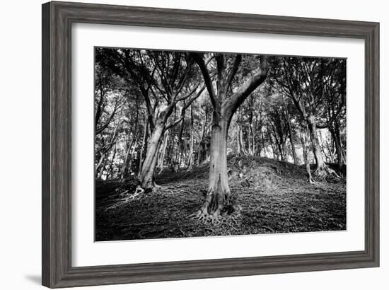 Woods at County Tipperary, Ireland-Simon Marsden-Framed Giclee Print