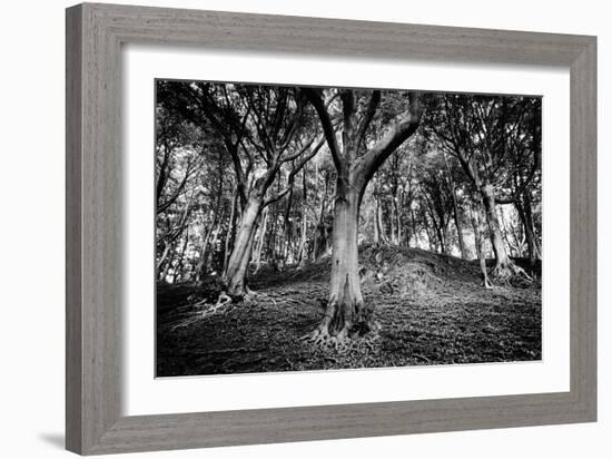 Woods at County Tipperary, Ireland-Simon Marsden-Framed Giclee Print