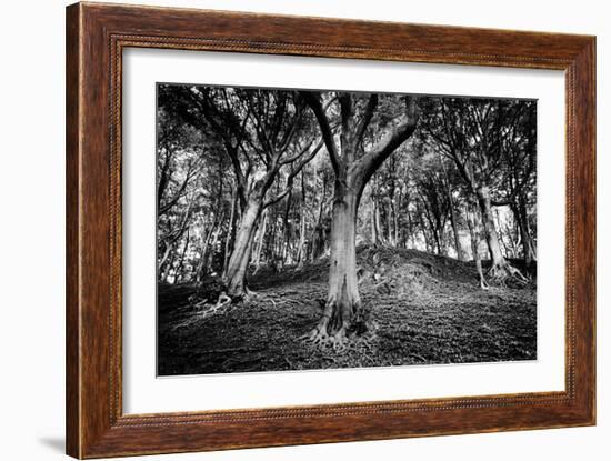 Woods at County Tipperary, Ireland-Simon Marsden-Framed Giclee Print