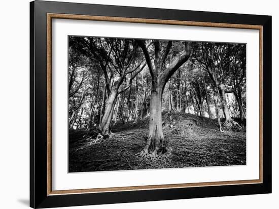 Woods at County Tipperary, Ireland-Simon Marsden-Framed Giclee Print