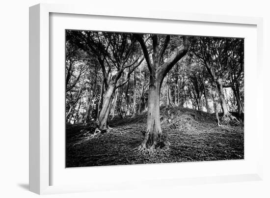 Woods at County Tipperary, Ireland-Simon Marsden-Framed Giclee Print