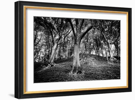 Woods at County Tipperary, Ireland-Simon Marsden-Framed Giclee Print