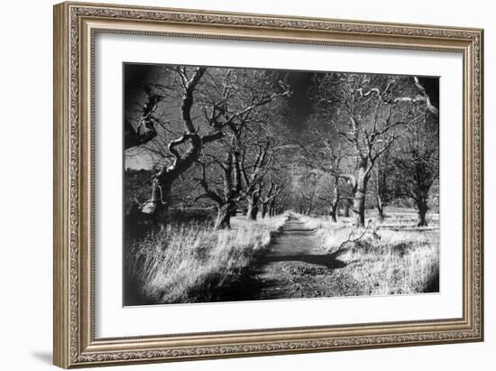 Woods at Loch Fynne, Argyllshire, Scotland-Simon Marsden-Framed Giclee Print