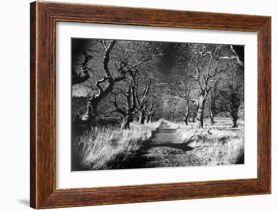 Woods at Loch Fynne, Argyllshire, Scotland-Simon Marsden-Framed Giclee Print