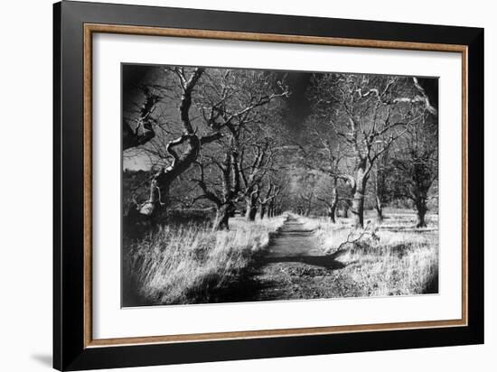 Woods at Loch Fynne, Argyllshire, Scotland-Simon Marsden-Framed Giclee Print