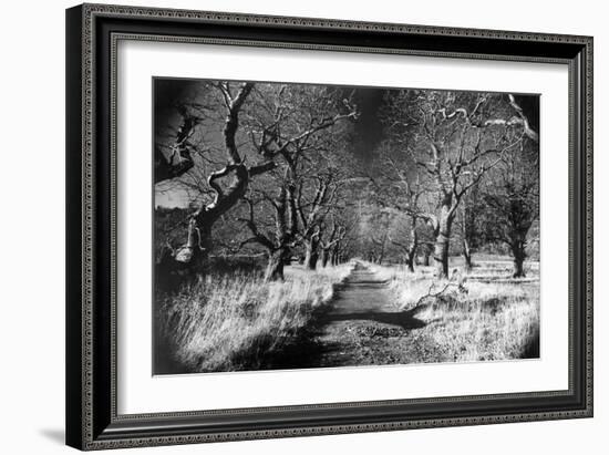 Woods at Loch Fynne, Argyllshire, Scotland-Simon Marsden-Framed Giclee Print